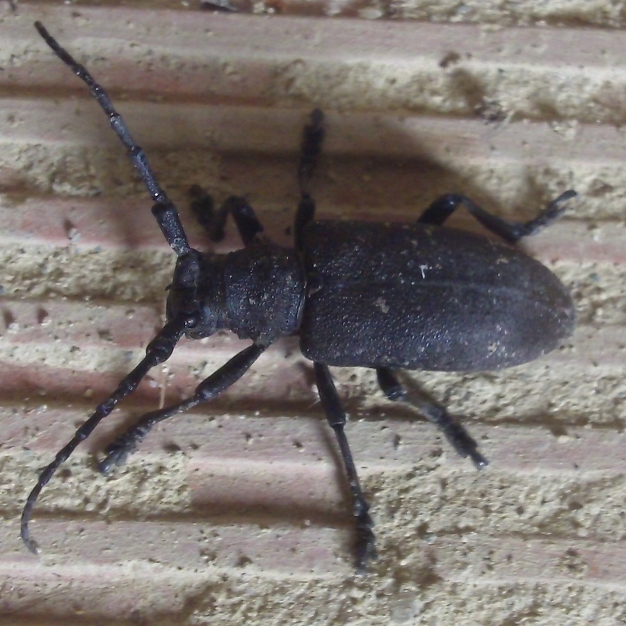 Coleoptere